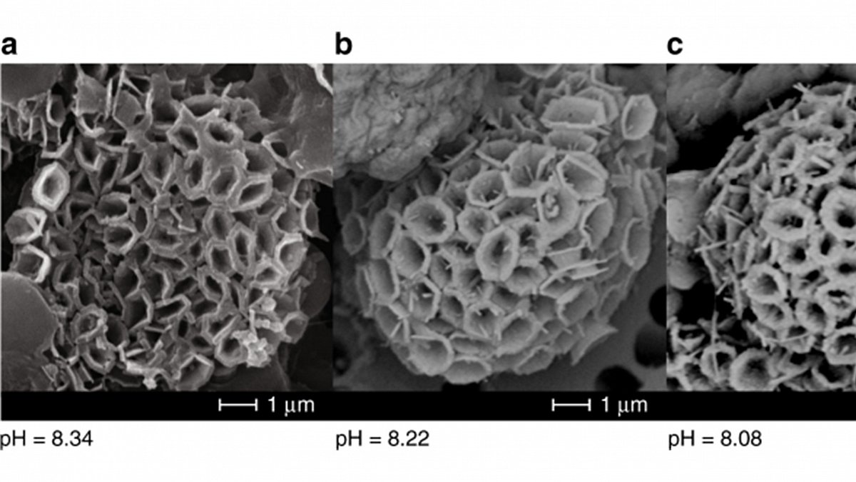 A coastal coccolithophore maintains pH homeostasis and switches carbon sources in response to ocean acidification