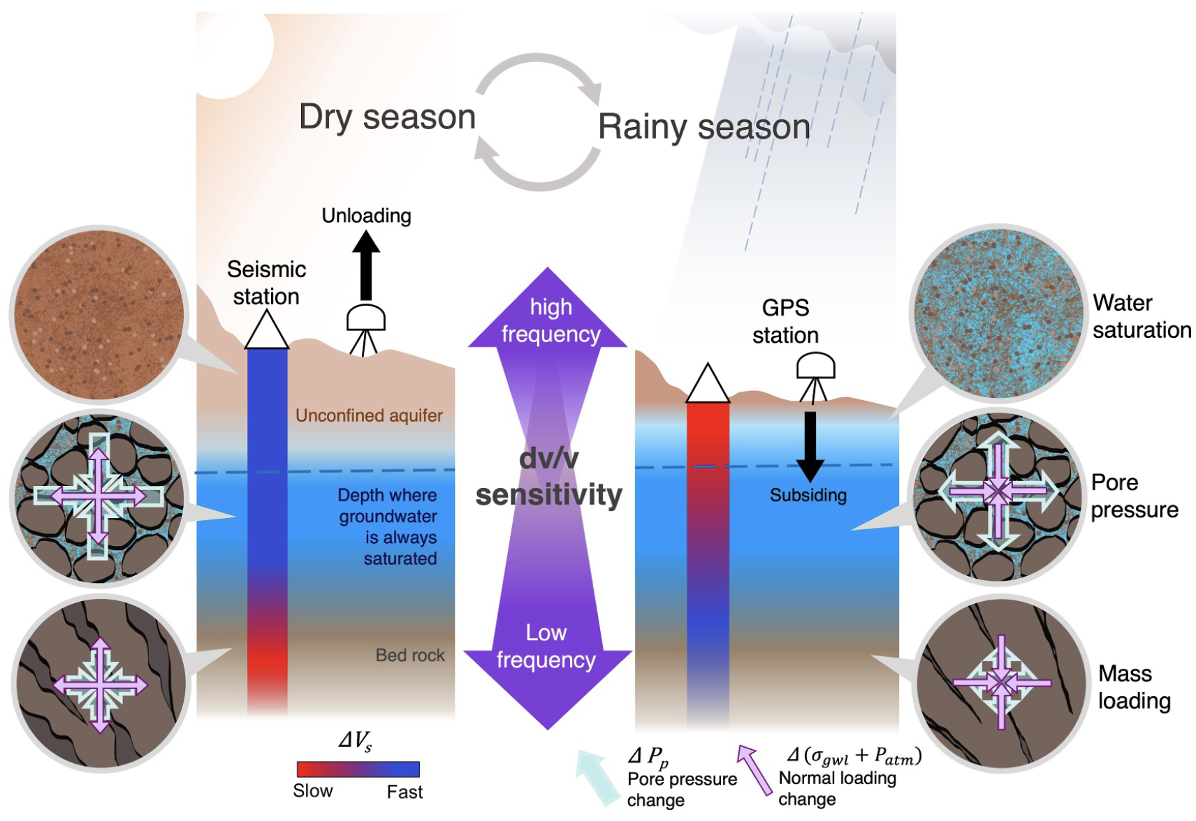 Frequency-Dependent Seismic Velocity Variations Reveal Layered Aquifer Behavior Under Groundwater Fluctuations